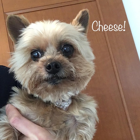 Cheese Cheese