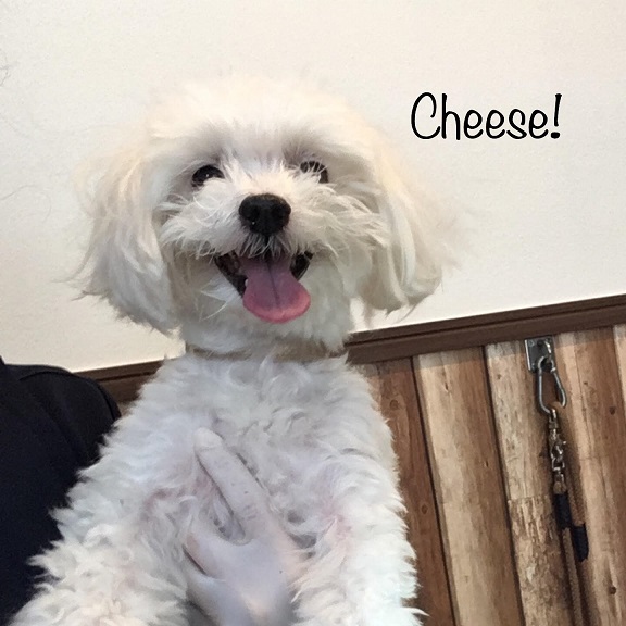 Cheese Cheese