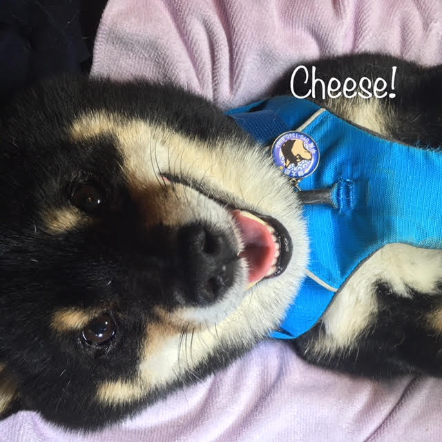 Cheese Cheese