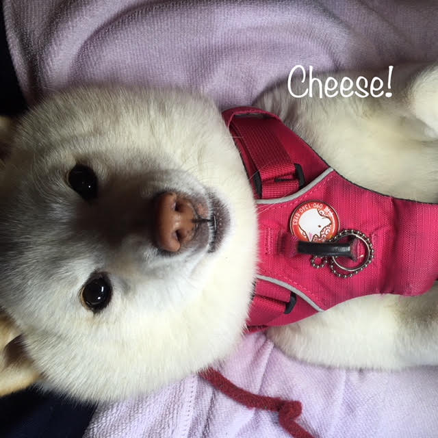 Cheese Cheese