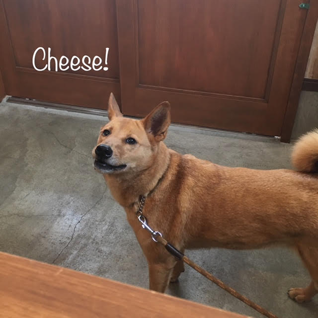 Cheese Cheese
