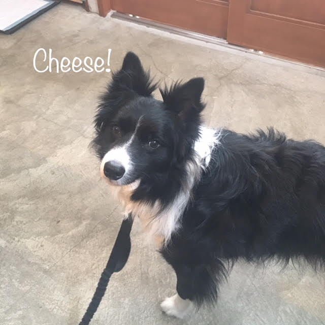 Cheese Cheese