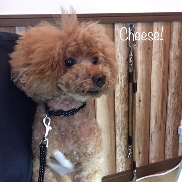Cheese Cheese