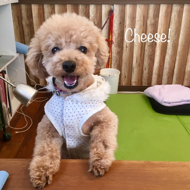 Cheese Cheese