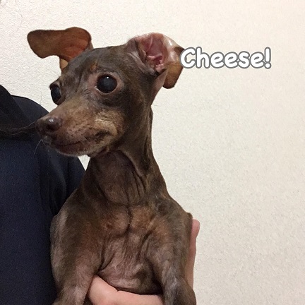 Cheese Cheese