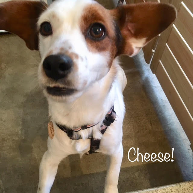 Cheese Cheese