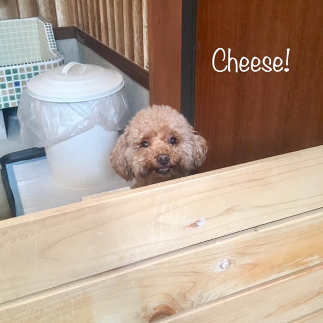 Cheese Cheese