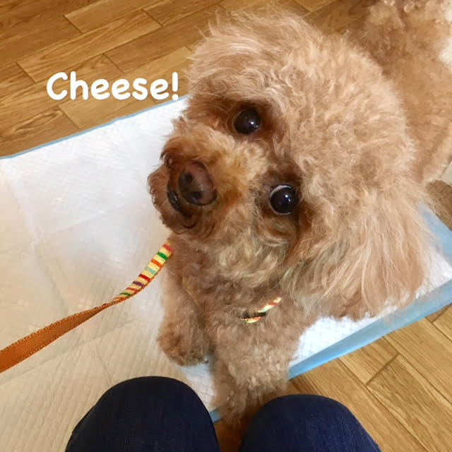 Cheese Cheese