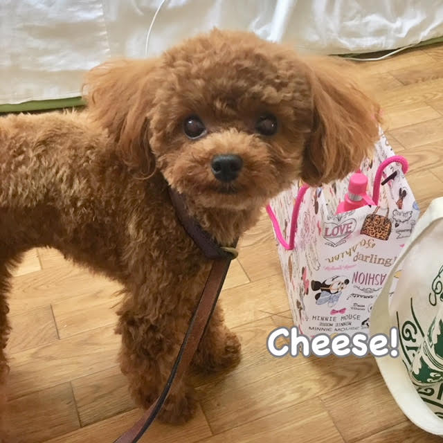 Cheese Cheese