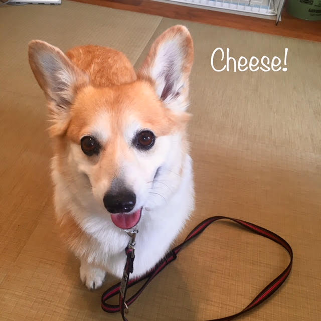 Cheese Cheese