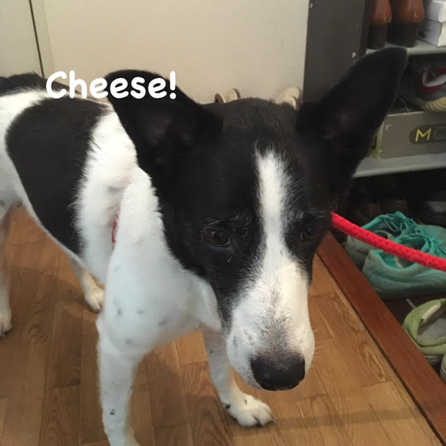 Cheese Cheese