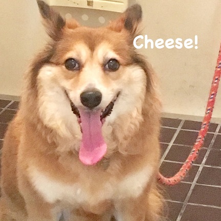 Cheese Cheese