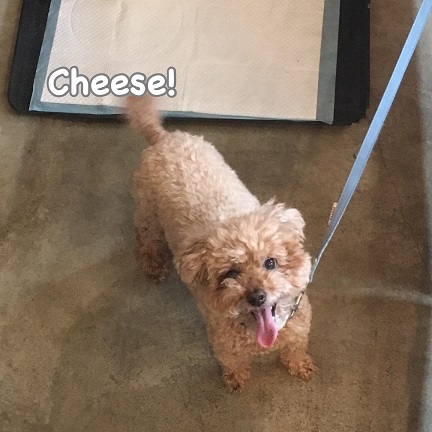 Cheese Cheese