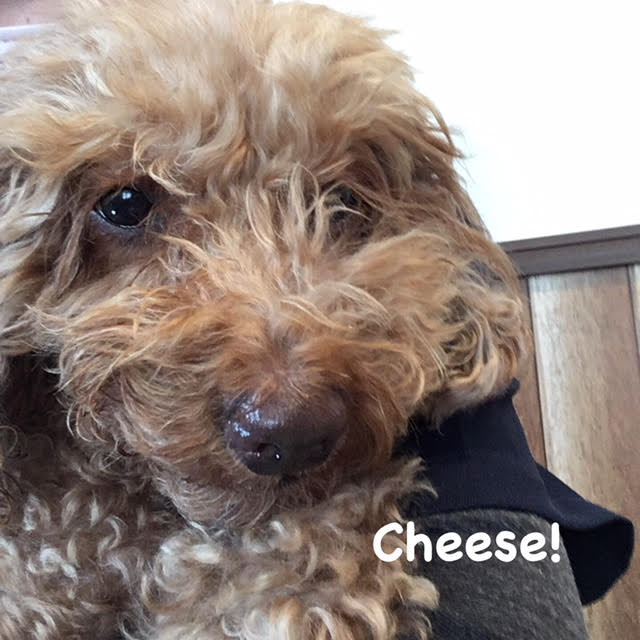 Cheese Cheese