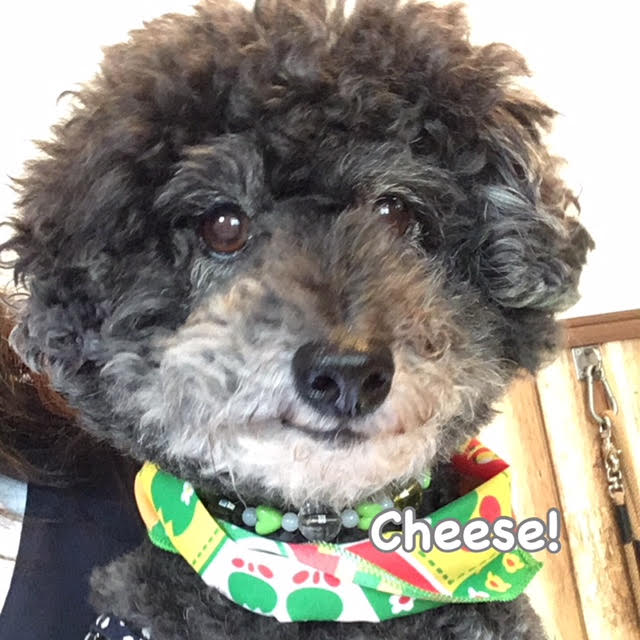 Cheese Cheese