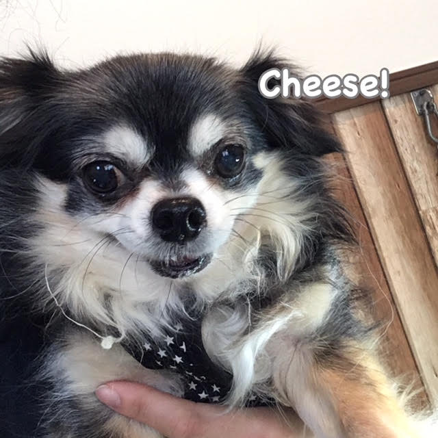 Cheese Cheese
