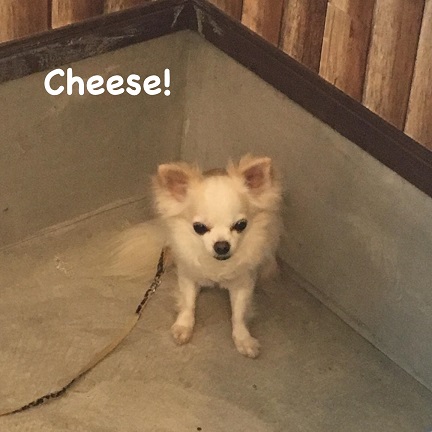 Cheese Cheese