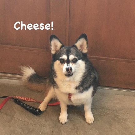 Cheese Cheese