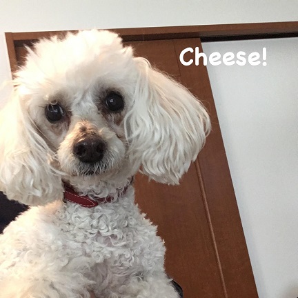 Cheese Cheese