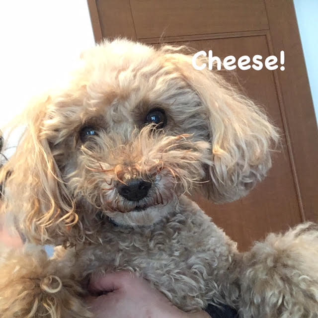 Cheese Cheese