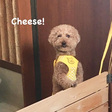 Cheese Cheese