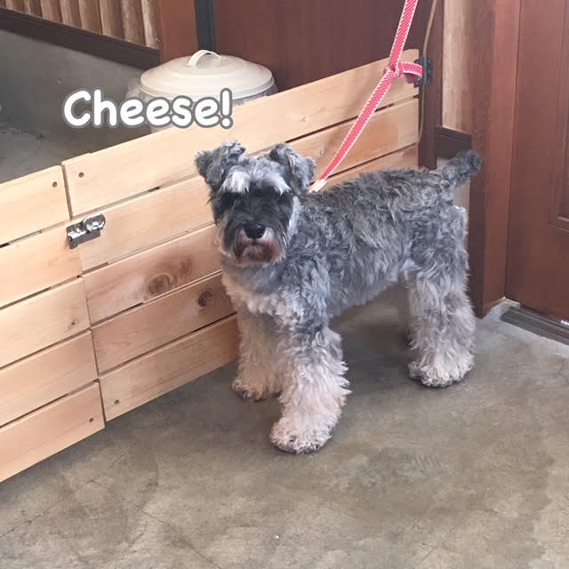 Cheese Cheese
