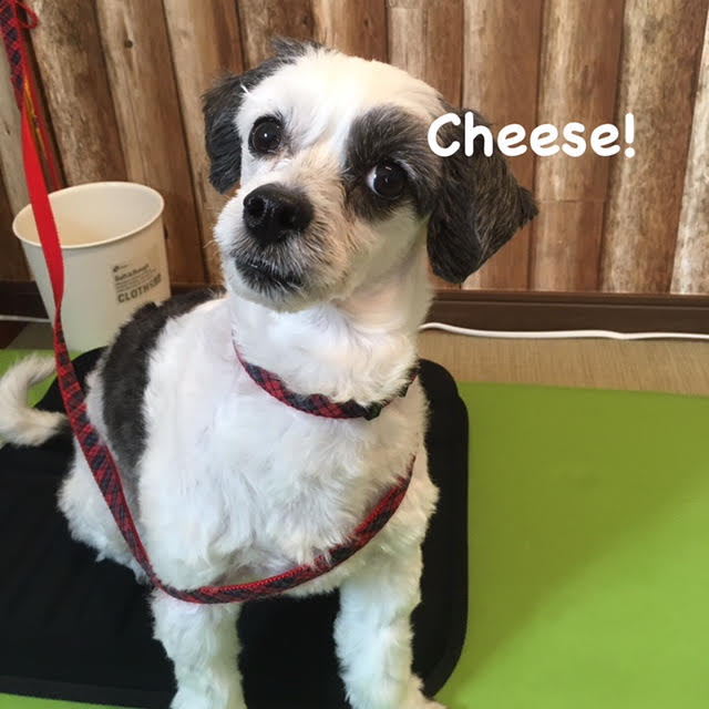 Cheese Cheese