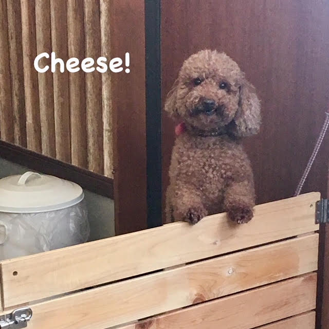 Cheese Cheese