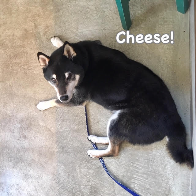 Cheese Cheese