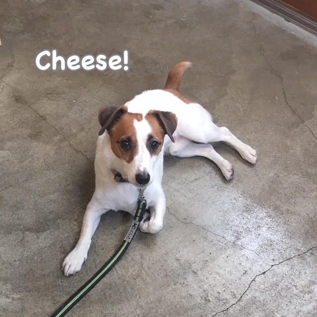 Cheese Cheese