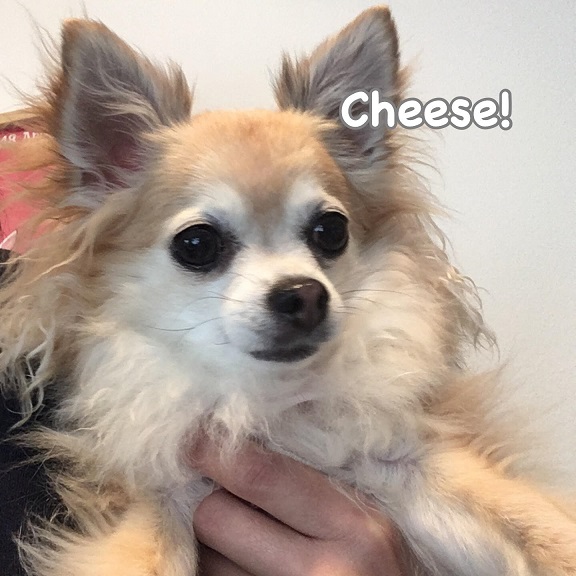 Cheese Cheese