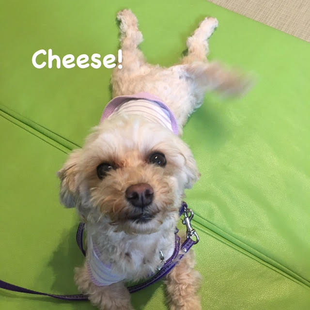 Cheese Cheese