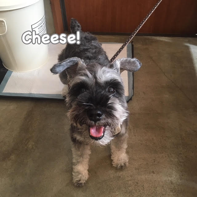 Cheese Cheese