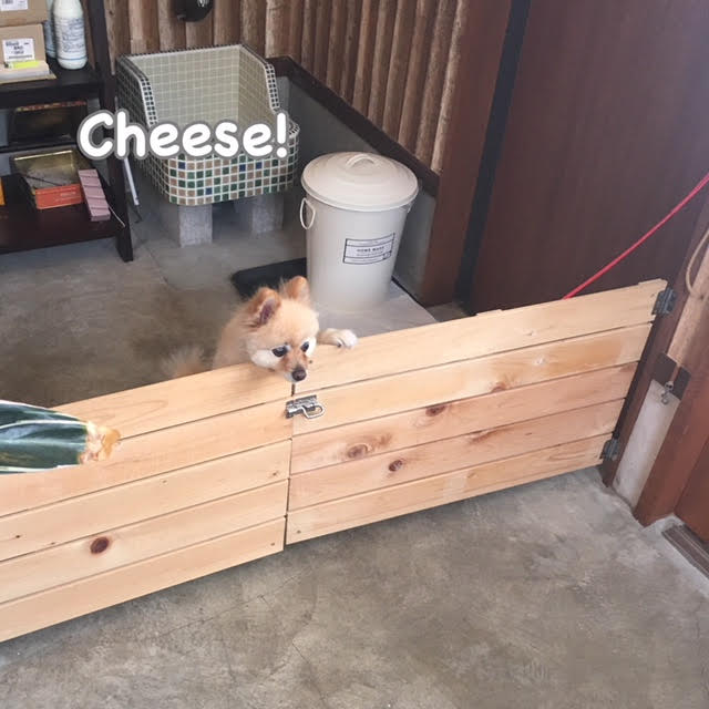 Cheese Cheese