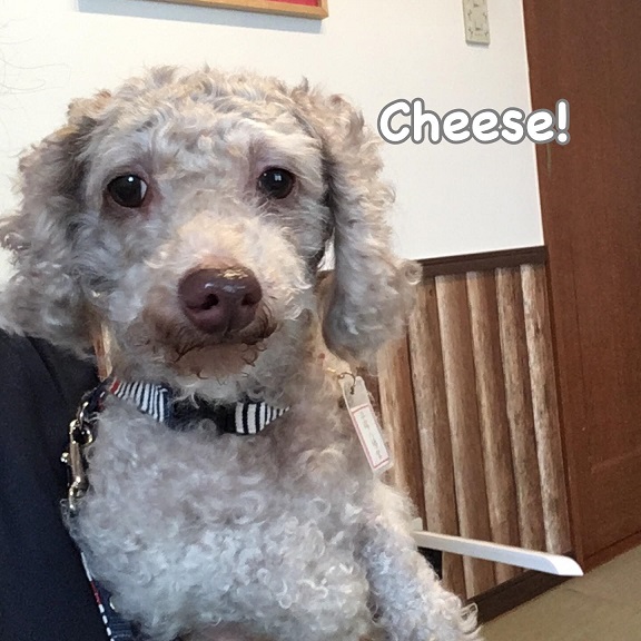 Cheese Cheese