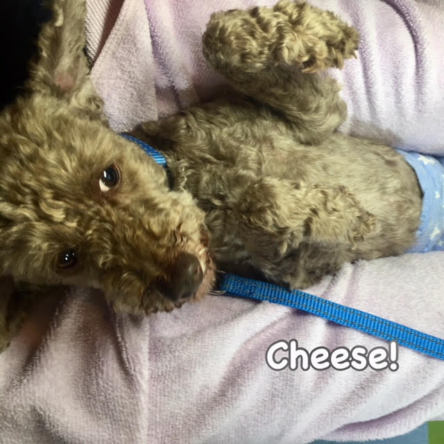 Cheese Cheese