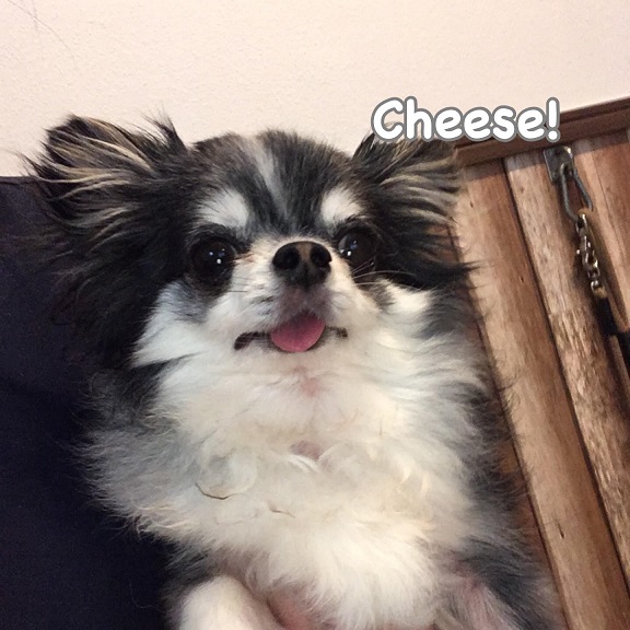 Cheese Cheese
