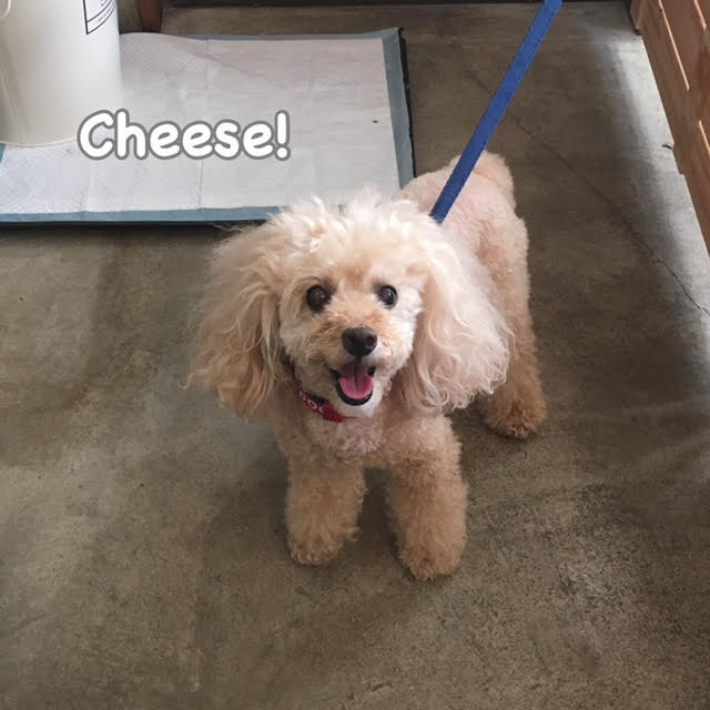 Cheese Cheese