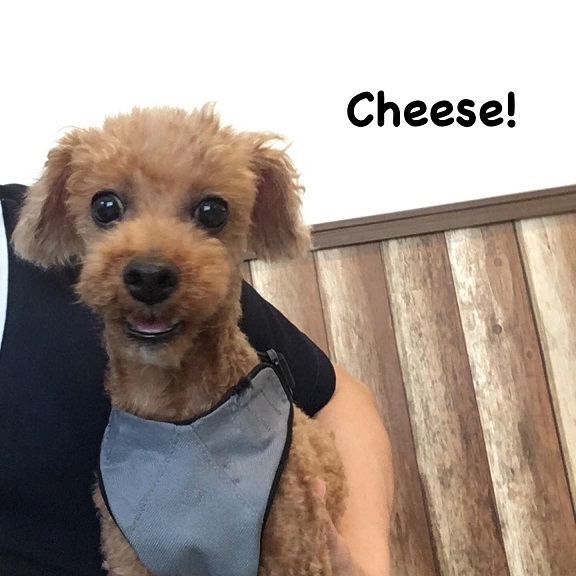 Cheese Cheese