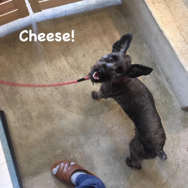 Cheese Cheese