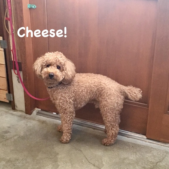 Cheese Cheese