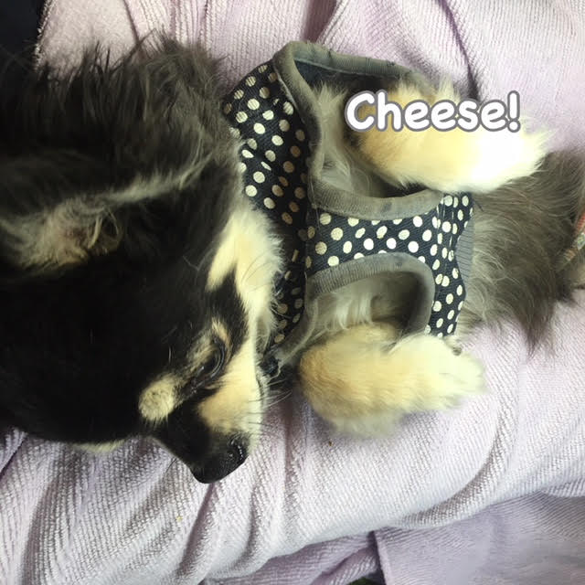 Cheese Cheese