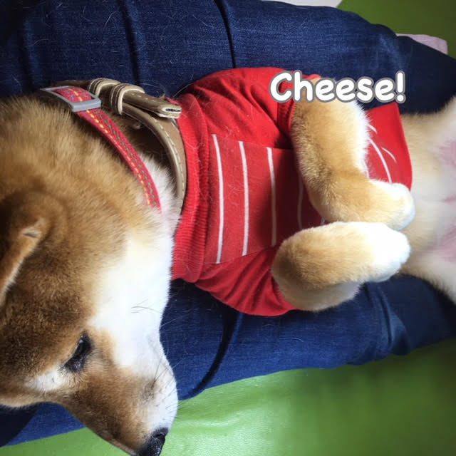 Cheese Cheese