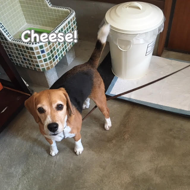 Cheese Cheese
