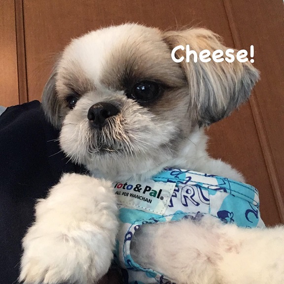 Cheese Cheese