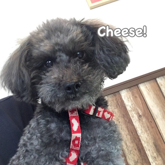 Cheese Cheese
