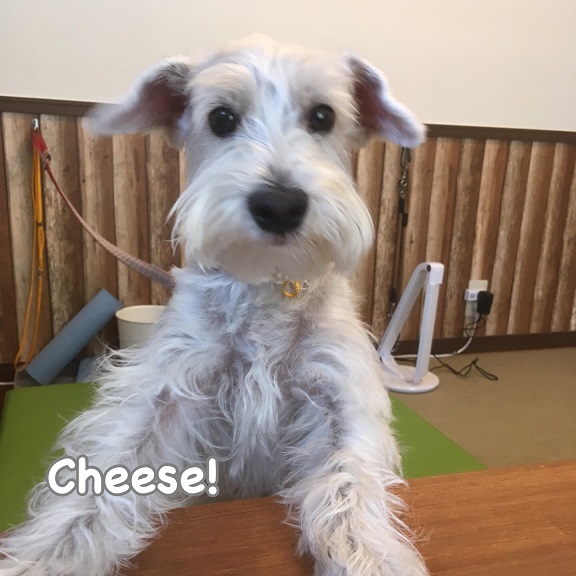 Cheese Cheese