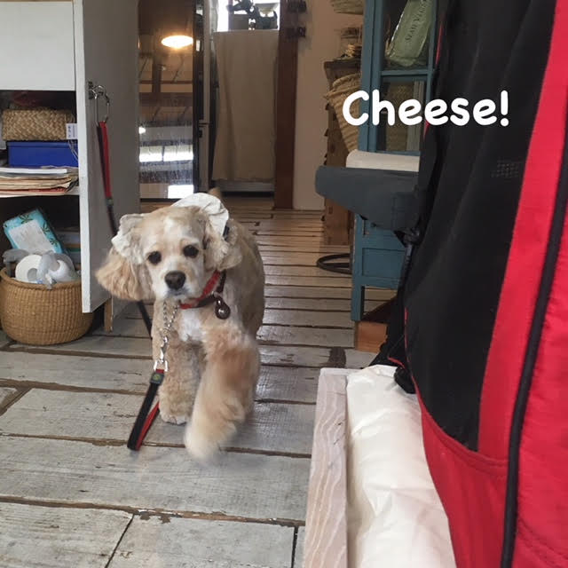 Cheese Cheese