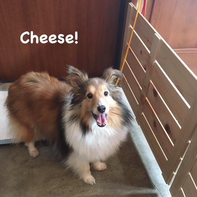 Cheese Cheese