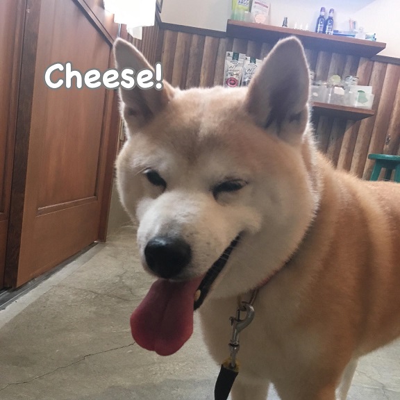 Cheese Cheese